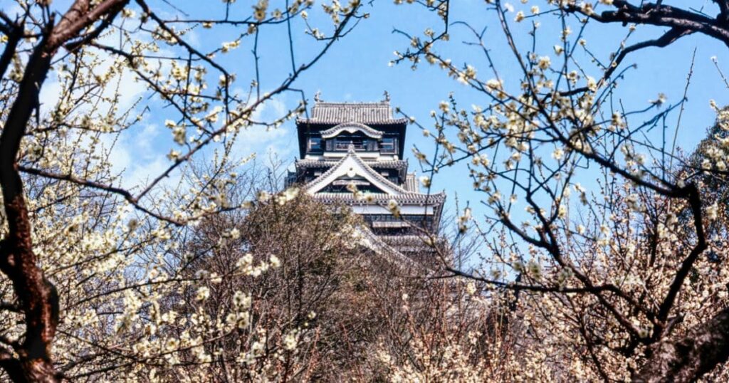 熊本城の桜